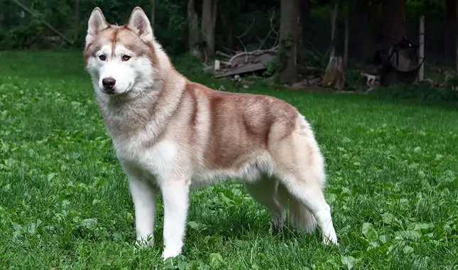 siberian husky