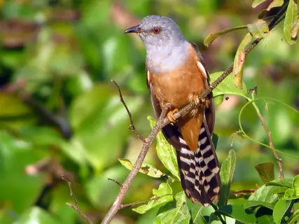 Jenis Burung Branjangan