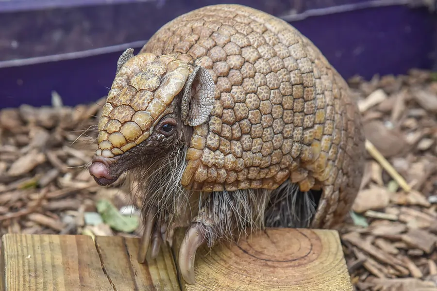 armadilo