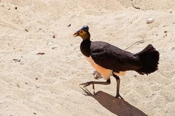 burung maleo