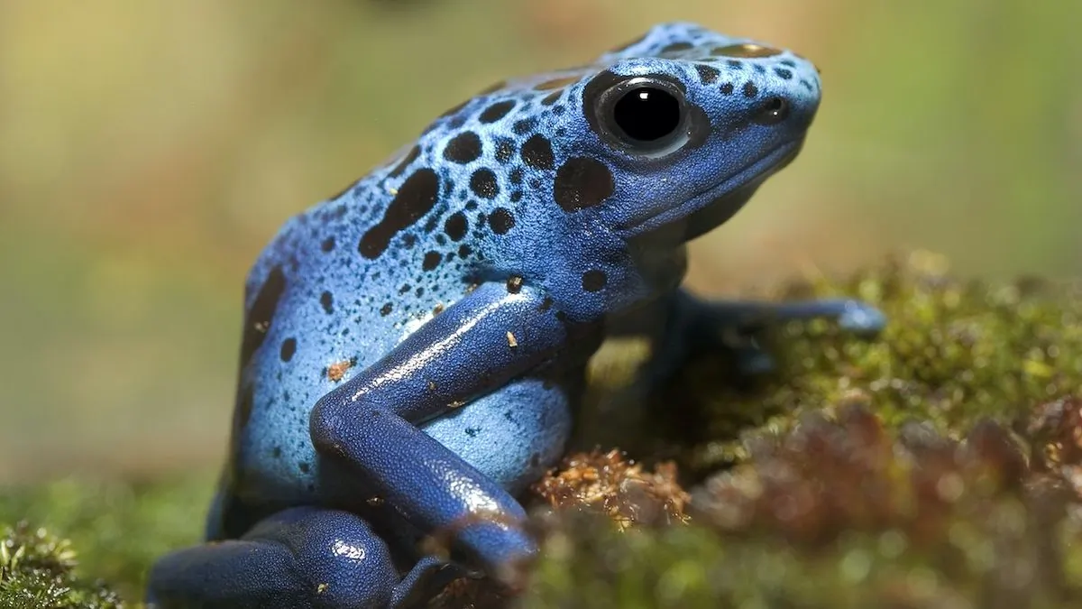 dart frog