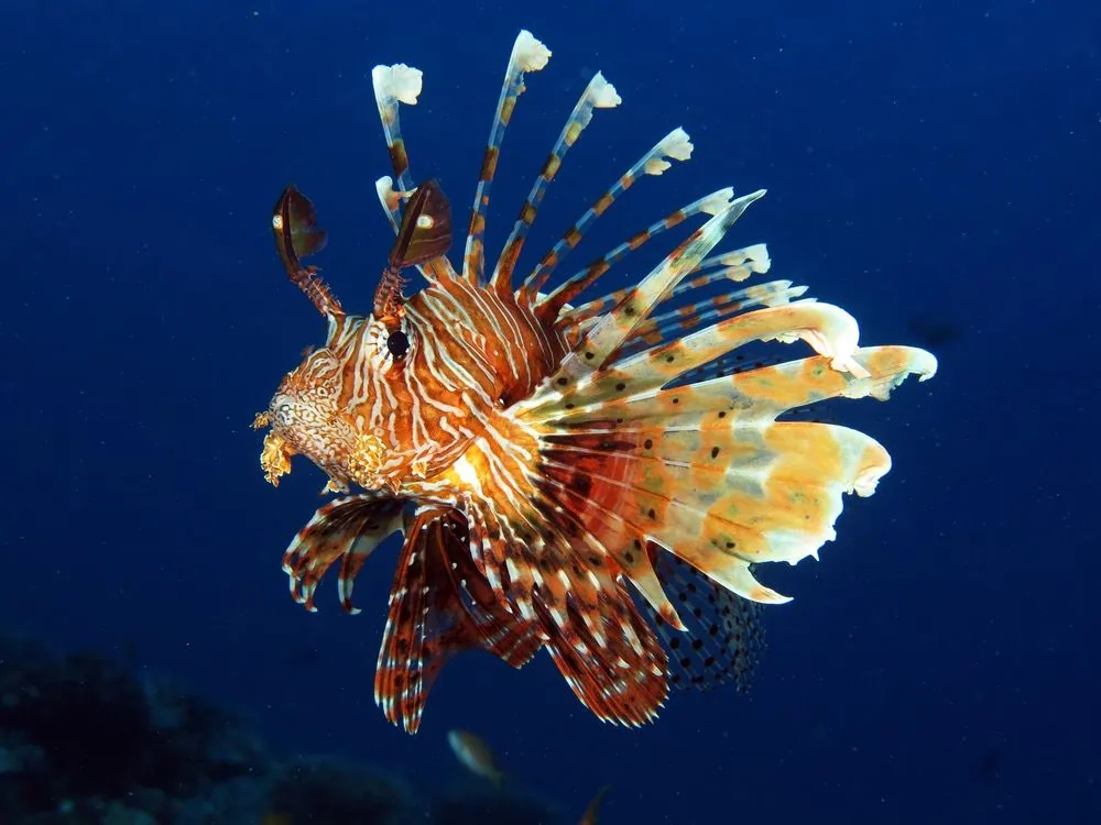 lionfish