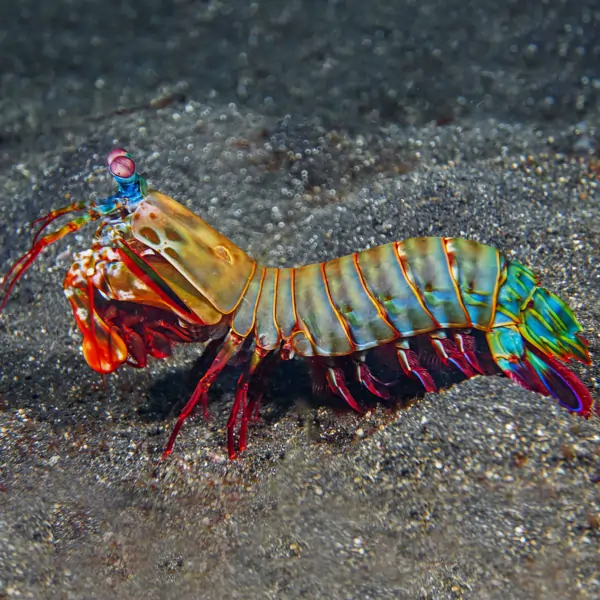 mantis shrimp