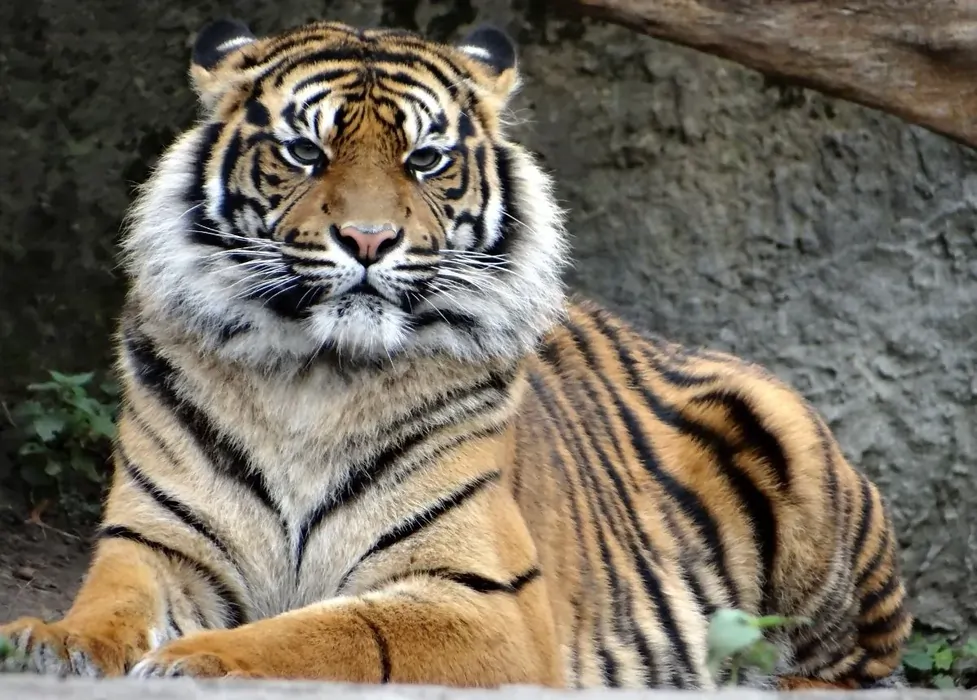 harimau sumatera