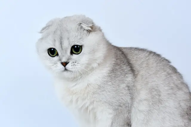 Kucing Scottish Fold